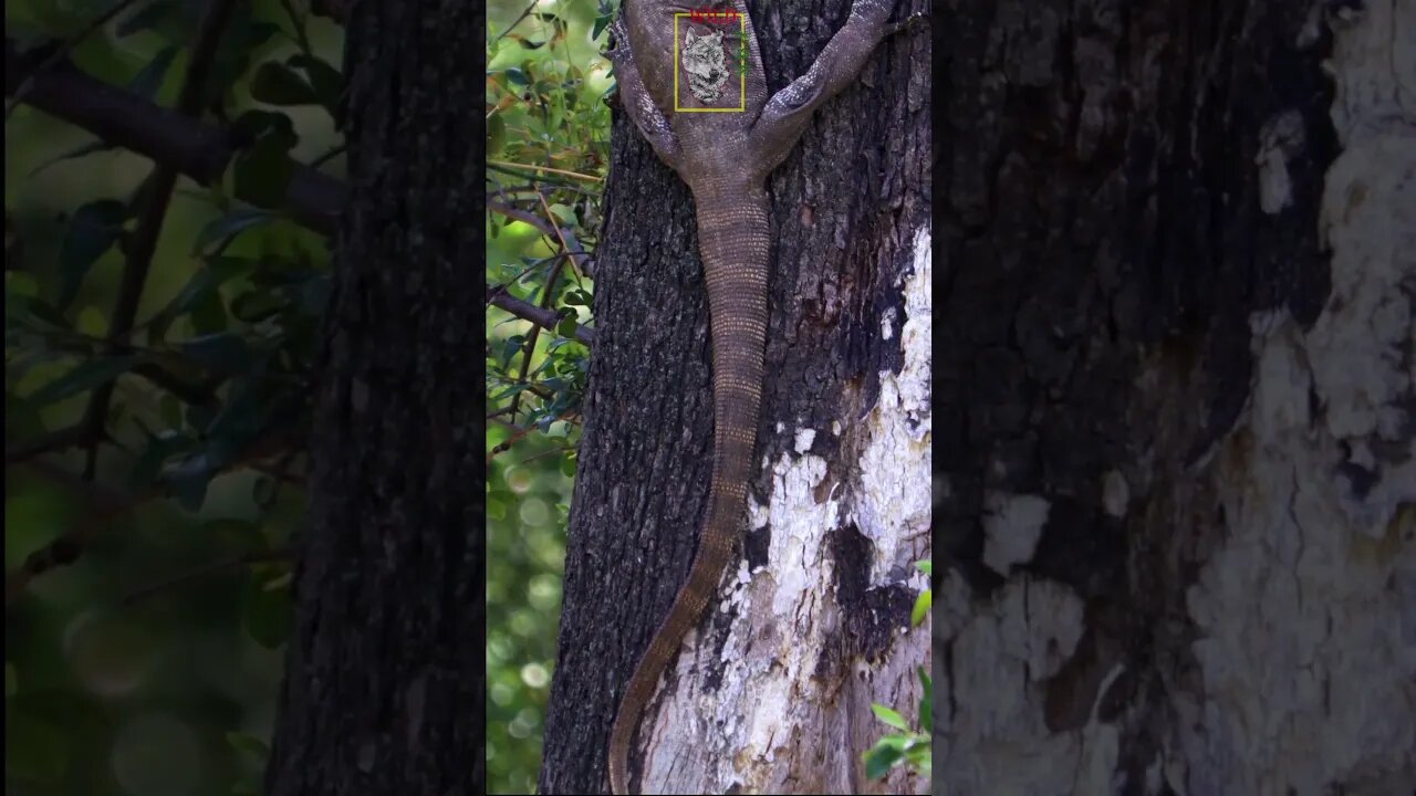 Monitor Lizard #Biglizards #LizardsofPakistan #WildPak #WOP