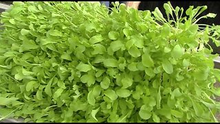 Green Life Farms opens hydroponic greenhouse in Palm Beach County