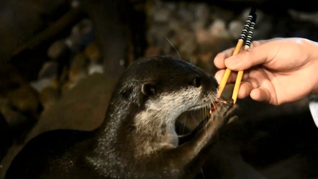 The Otters That Love Sushi