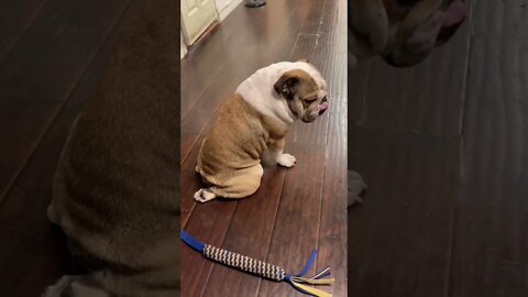Hey You! 🤔 #englishbulldog