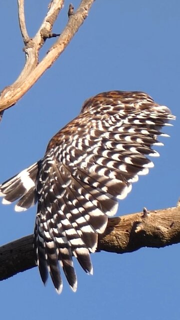 Red-shouldered Hawk🐦Morning Yoga