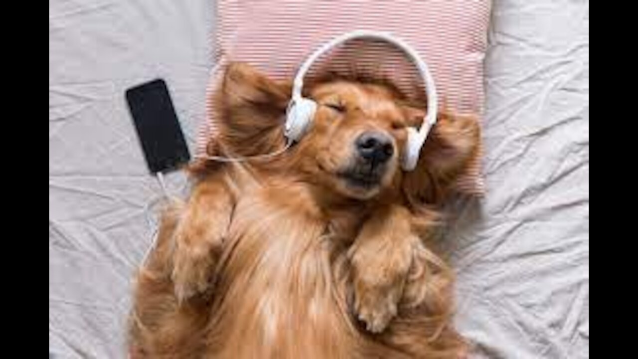 ANIMALS AND POWER OF MUSIC #FUNNY
