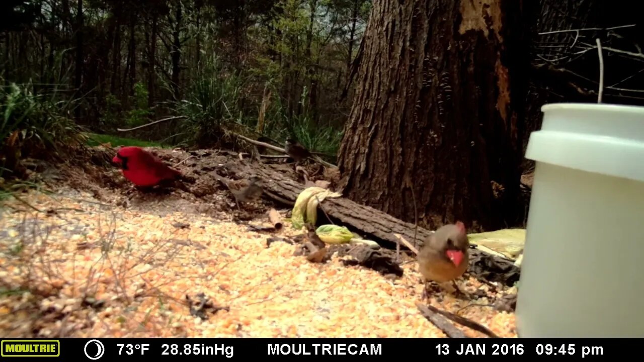 Cardinals 🐦 feeding 🥣 compilation #cute #funny #animal #nature #wildlife #trailcam #farm #homestead