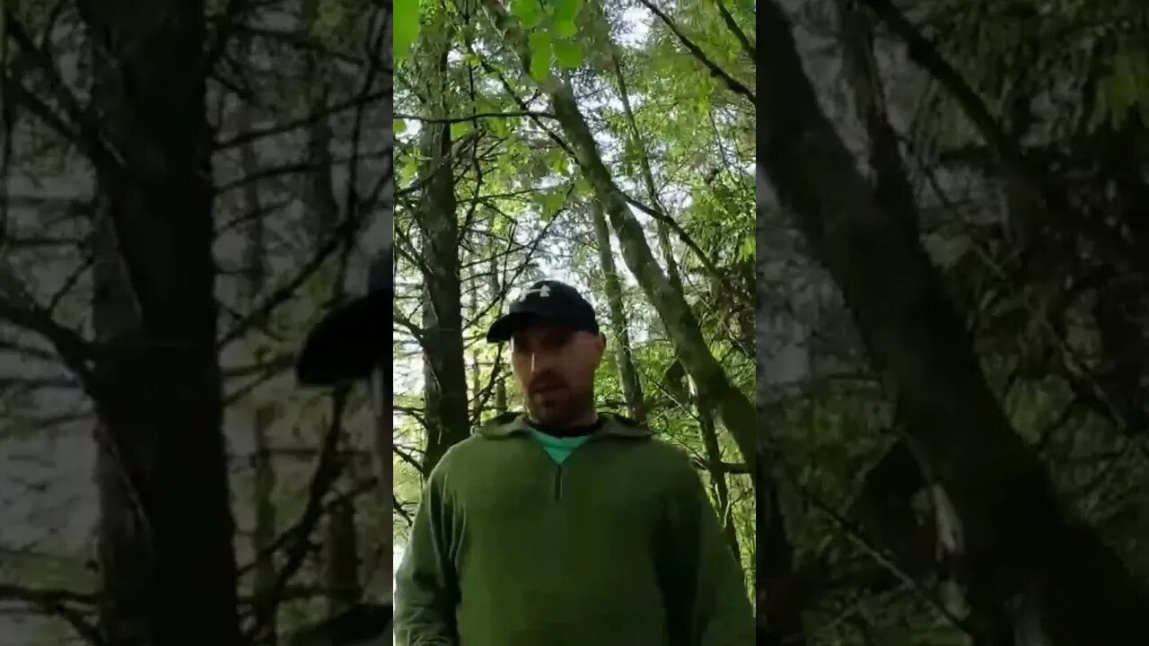 woodland walk and vlog. #dartmoor #shortsvideo