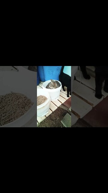 Puss puss Kitten is in the bucket of grain and Yoda