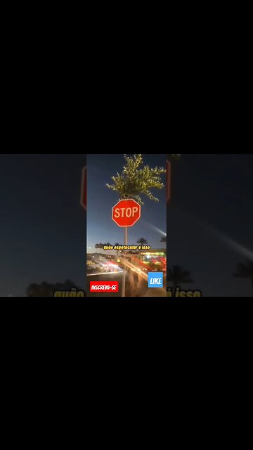 essa árvore cresceu dentro do cano de sinalização