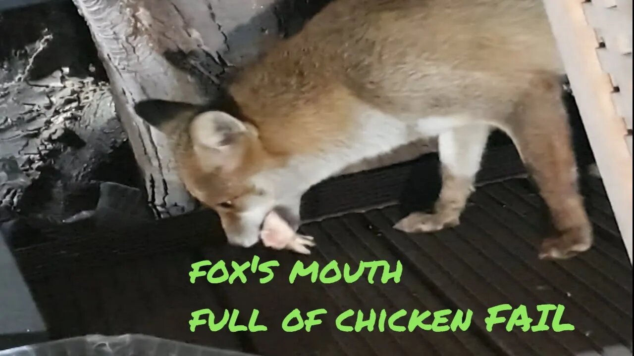 🦊Friendly urban #fox funny FAIL grabs chicken offal dish DISASTER -SHORT