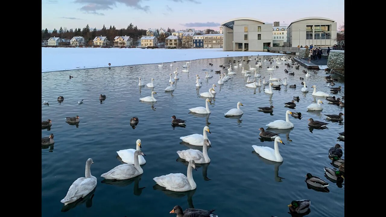 Tjörnin, Reykjavík