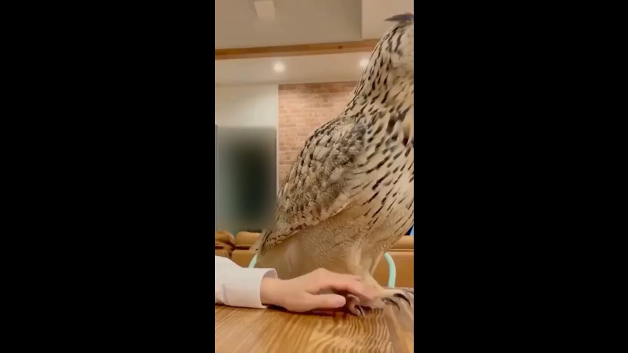 Animal Videos