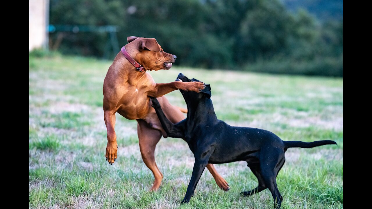 Look!! How To Make Dog Become Fully Aggressive With Simple Tips