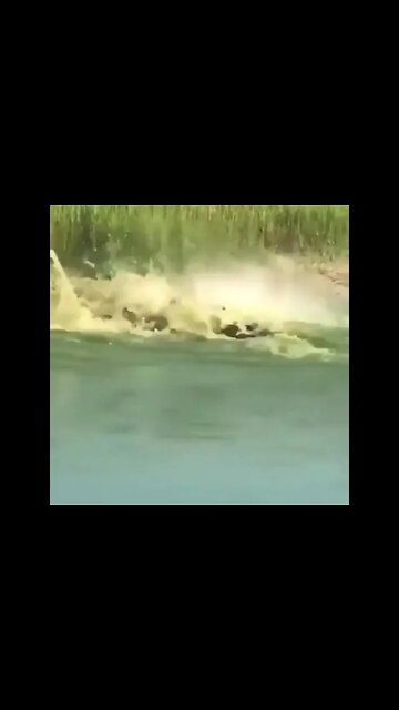 Crocodile VS Anaconda #UbertainmentFun #Shorts #ytshorts #Dogs #Animals #Fun