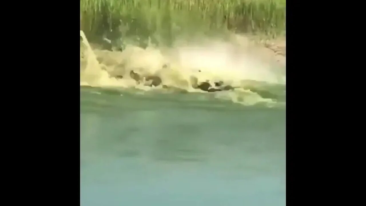 Crocodile VS Anaconda #UbertainmentFun #Shorts #ytshorts #Dogs #Animals #Fun