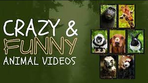 Funniest Animals Video - Funny Dogs And Cats - Try Not To Laugh Animals 2022