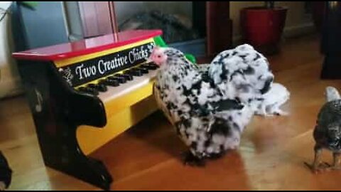 Una gallina nata per la musica!