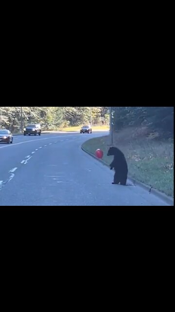 Bear Cub Playing With A Balloon