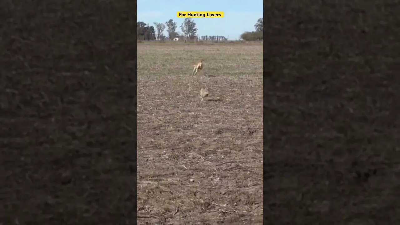 Galgos y liebres 🐇| Greyhounds chasing Hare | 赛狗和野兔 | السلوقي يطارد الارنب | ग्रेहाउंड और खरगोश