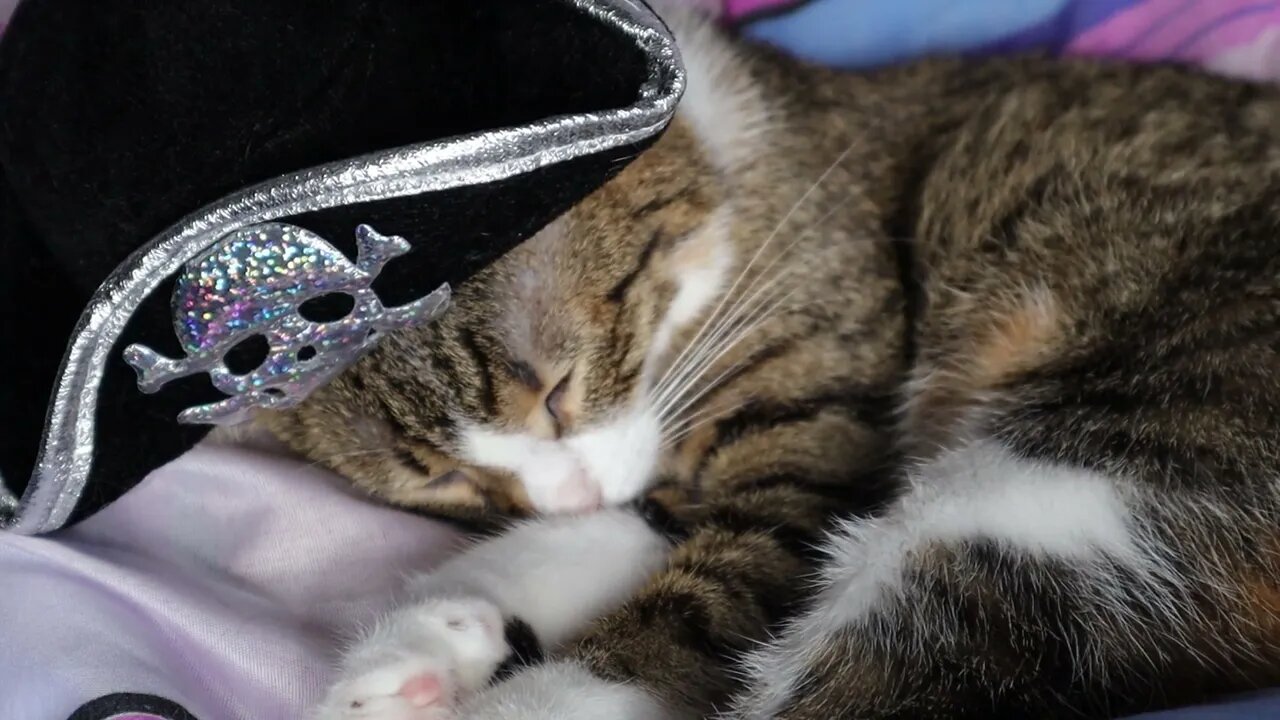 Pirate Cat Twitches while Dreaming