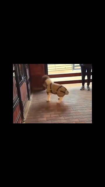 So Cute#animals #pets #horse #horoscope #friesianhorse #arabianhorse #minihorse