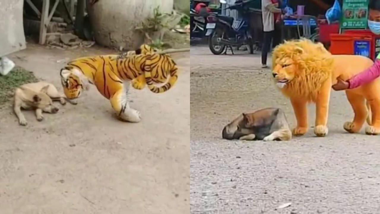 Troll Prank Dog Funny _ fake Lion and Fake Tiger Prank To dog _ Huge Box Prank to dog