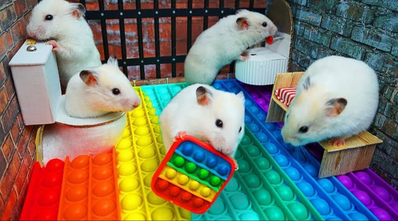 Hamster vs pop it maze for pets escaping in real life