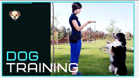 Basic Dog Training – TOP 10 Essential Commands Every Dog Should Know! | train your dog