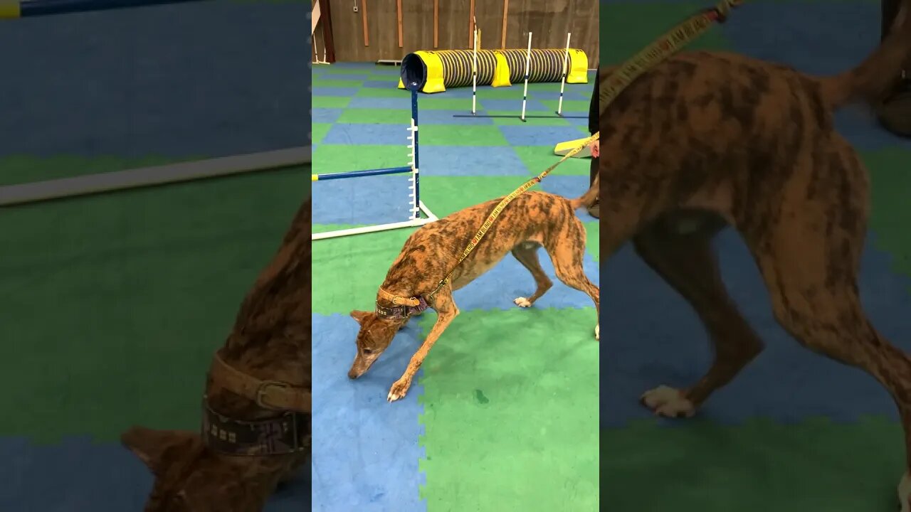 Blind Dog Loves Fetch