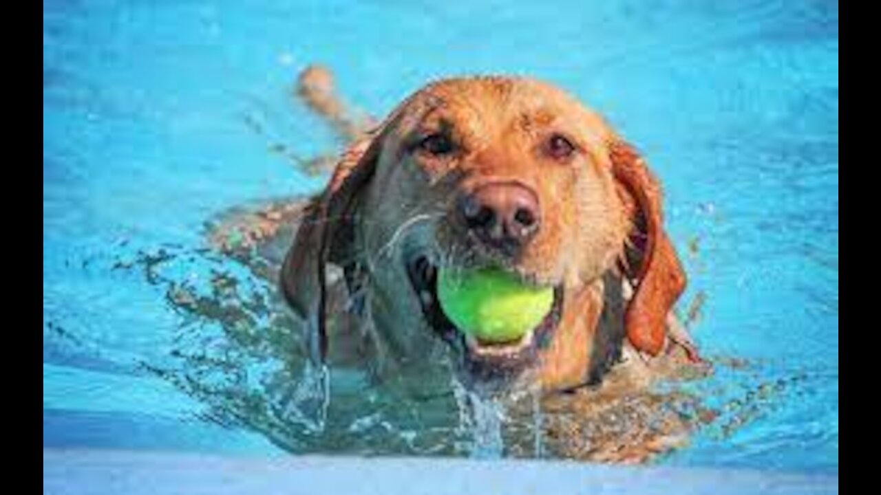 How to make Dog swim with easy tricks at home