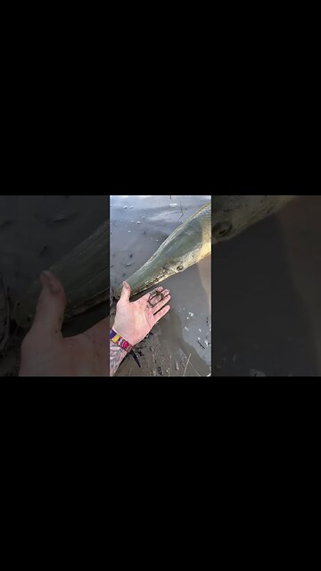 She Had An Old Hook In Her Jaw