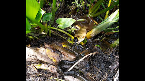 the snake grabbed a crucian