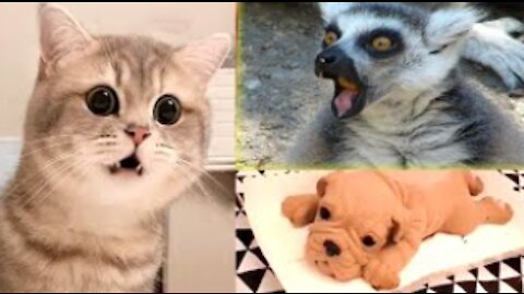 Funny Animals 🐧 - Best Of The 2020 Funny Animal Videos 😁 - Cutest Animals Ever
