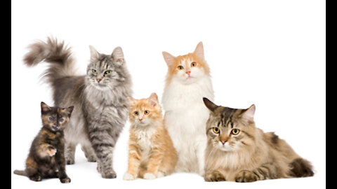Cutest Exotic Animals You Can Own as Pets