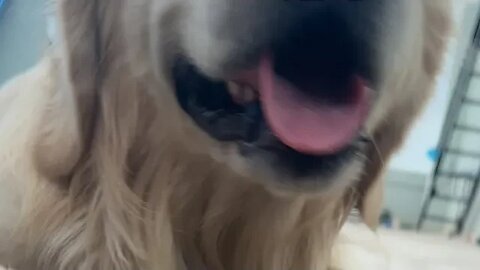 Ghost Golden Puppy is going live!
