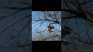 Wildlife Photography - Bald Eagle Photos