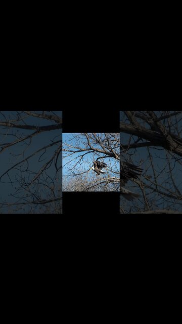 Wildlife Photography - Bald Eagle Photos