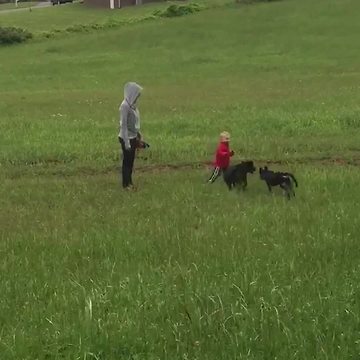 Boy Running in Field Gets Run Over By Dogs