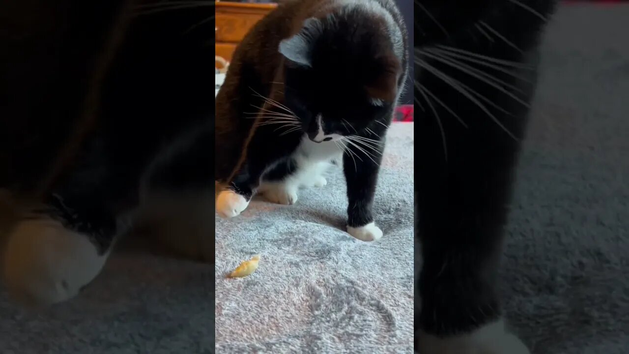 Cat touches treat, blows up world