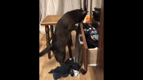 Cat decides to empty out a drawer full of clothes