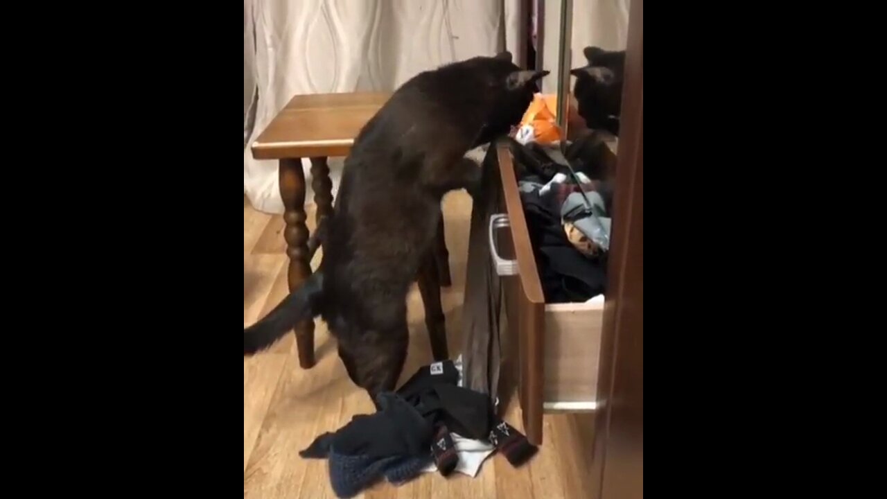 Cat decides to empty out a drawer full of clothes