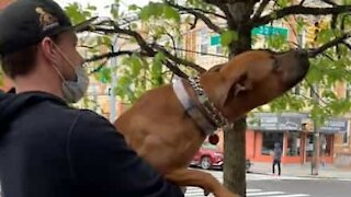 Ce chien ferait tout pour une branche d'arbre !