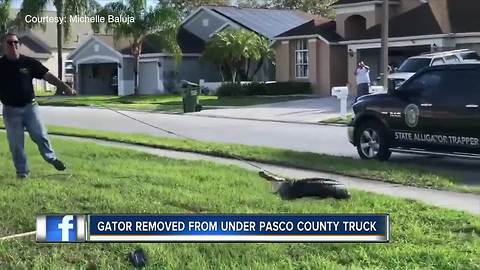 Pasco County resident wakes up to 8.5-foot-long gator under truck, removed by trapper