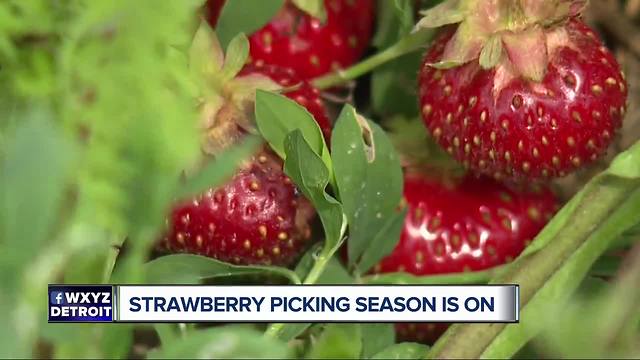 Owners of Blake Farms discuss start of strawberry picking season in Michigan
