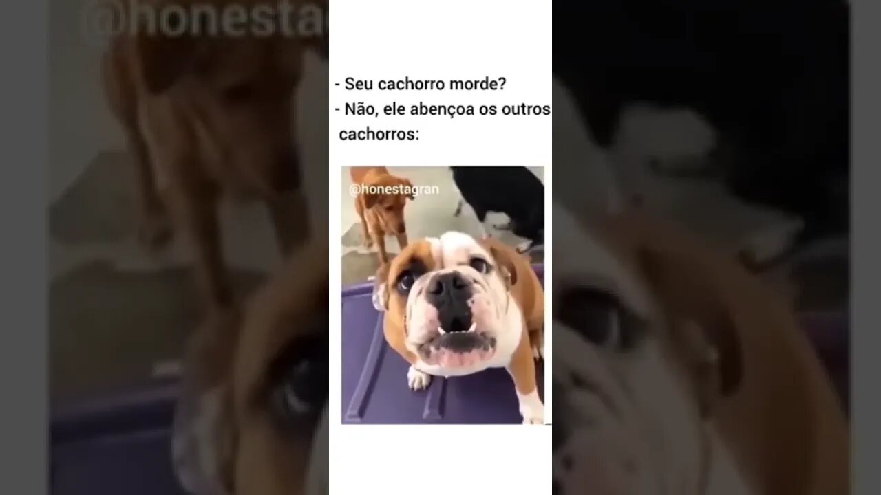 Seu cachorro morde?