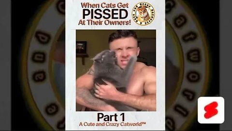 🙀 When Cats Get PISSED At Humans! (Part 1) 🥊🤺