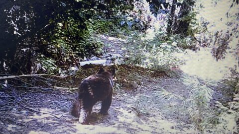 Bear jumping for acorns.