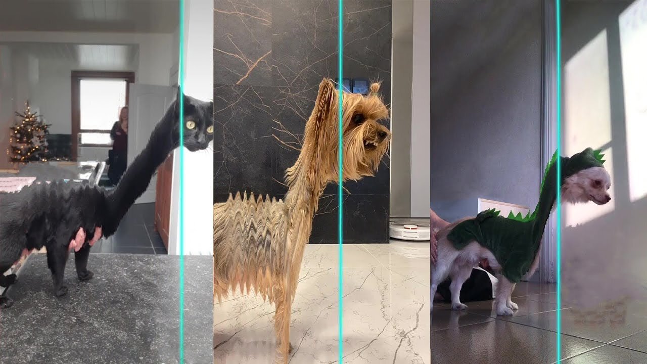 Time Warp Scan Jurassic - TikTok Compilation Dog And Cat🐶🐶