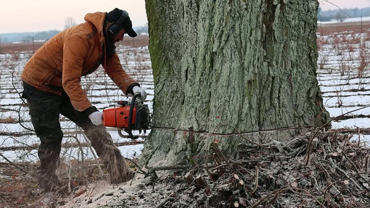 The last minutes of the life of an age-old tree