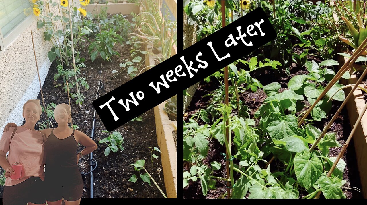 Amazing Two week Garden Update!