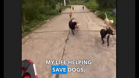 His Life Helping Save Dogs - HaloRock