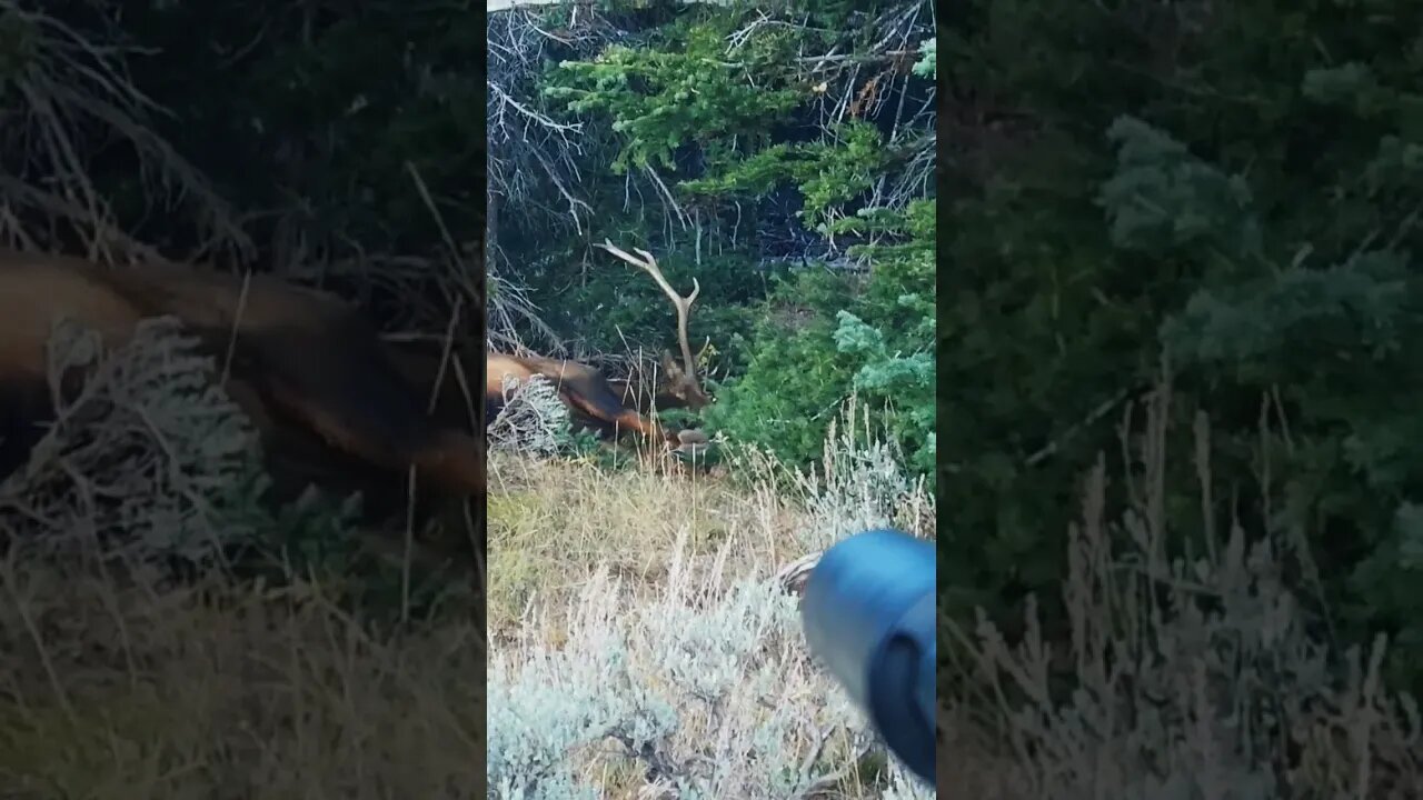 Slow Motion Elk Shot!