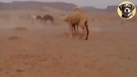 Intense Camel vs. Horse Showdown in the Arabian Desert!